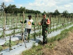 Kunjungi Lahan, Babinsa Beri Semangat dan Motivasi Petani Tomat di Wilayah Binaan
