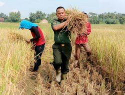Peduli Kepada Warga Binaan, Babinsa Bantu Petani Panen Padi
