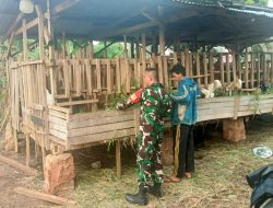Sambangi Peternak Kambing, Babinsa Komsos dan Berikan Motivasi