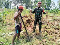 Babinsa Bantu Petani Panen Singkong dan Himbau Warga Manfaatkan Lahan Untuk Hanpangan