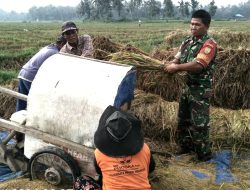 Tak Mengenal Hari Libur Babinsa Koramil 421-06/Natar Bantu Warga Binaan Panen Padi
