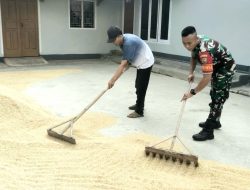 Babinsa Bantu Petani Desa Binaan Jemur Padi Pasca Panen