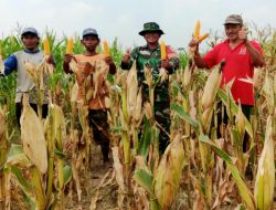 Babinsa Koramil 421-06/Natar Bantu Petani Binaan Panen Jagung