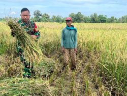 Kuatkan Kemanunggalan TNI, Babinsa Bantu Petani Panen Padi 