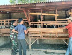 Sambangi Peternak Kambing, Babinsa Komsos dan Berikan Motivasi