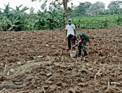 Jaga Ketahanan Pangan, Babinsa Bantu Tanam Singkong Petani Binaan