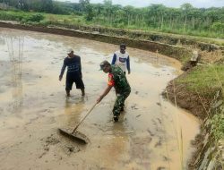 Percepat Masa Tanam, Babinsa Turun Ke Sawah Bantu Petani Olah Lahan