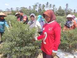Bantu Petani Panen Cabe, Sarana Komsos Babinsa Kuatkan Kemanunggalan TNI
