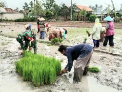 Ayo Ke Sawah, Babinsa Bantu Petani Binaan Menyiapkan Bibit Padi