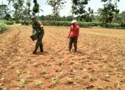 Wujud Kepedulian, Babinsa Bantu Petani Pupuk Jagung