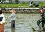 Wujudkan Ketahanan Pangan, Babinsa Bantu Petani Binaan Tanam Padi dan Tanam Cabe
