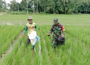 Dukung Ketahanan Pangan, Babinsa Dampingi Petani Pemupukan dan Menanam Padi Di Sawah
