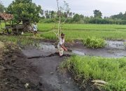 PT. Woongsol Kembali Berulah!, Usai Polusi Udara, Kini Diduga Cemari Sawah Warga Hingga Merugi Puluhan Juta Rupiah
