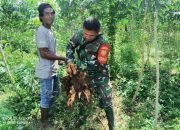 Babinsa Koramil 421-06/Natar Bantu Warga Binaan Panen Singkong