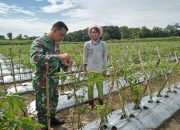 Kebersamaan Babinsa Komsos Dengan Petani Rawat Tanaman Cabe
