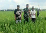 Pantau Perkembangan Padi Babinsa Koramil 421-06/Natar Turun ke Sawah