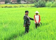Pantau Perkembangan Padi, Babinsa Koramil 421-06/Natar Turun ke Sawah
