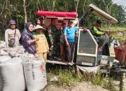 Danramil 421-06/Natar Beserta Babinsa Dampingi Bulog Serap Gabah Petani di Desa Muara Putih