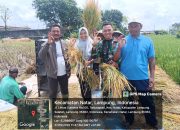 Babinsa Koramil 421-06/Natar Dampingi Satker Sergab Bulog Kalianda Serap Gabah Petani