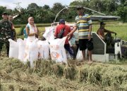 Panen Padi Perdana, Babinsa Gerning Dampingi Satker Bulog Pesawaran Serap Gabah Petani