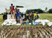 Panen Padi Perdana, Babinsa Koramil 421-06/Natar Dampingi Satker Bulog Kalianda Serap Gabah Petani