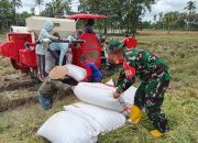 Dukung Swasembada Pangan, Babinsa Koramil 421-06/Natar Dampingi Bulog Pesawaran Serap Gabah Petani