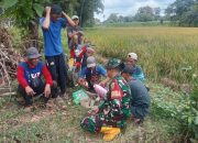 Bantu Petani Padi, Babinsa Komsos dan Ngopi Bersama Petani di Sawah