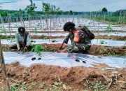 Babinsa Gerning Bantu Petani Perawatan Kebun Pepaya di Wilayah Binaan