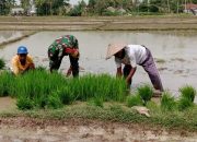 Ayo Ke Sawah, Babinsa Kalisari Bantu Petani Binaan Menyiapkan Bibit Padi