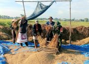 Wujudkan Ketahanan Pangan, Babinsa Kalisari Bantu Petani Panen Padi 