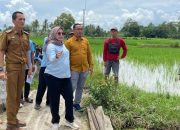 Gerak Cepat, Ketua Komisi III DPRD Lamsel Kabulkan Keinginan Warga Adakan Gardu Listrik di Area Persawahan