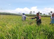 Babinsa Bantu Petani Atasi Kekeringan Sawah dengan Pompa Air