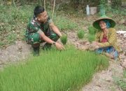 Ada Bersama Warganya Babinsa Bantu Petani Binaan Siapkan Bibit Padi
