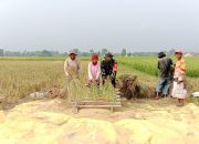 Sukseskan Ketahanan Pangan, Babinsa Koramil 421-06/Natar, Bantu Petani Panen Padi