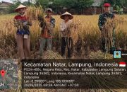 Sukseskan Ketahanan Pangan, Babinsa Koramil 421-06/Natar, Bantu Petani Panen Padi
