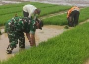 Babinsa Koramil 421-06/Natar Bantu Petani Binaan Menyiapkan Bibit Padi