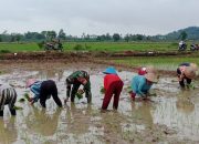 Dari Sawah untuk Negeri, Babinsa Kalisari Dampingi Petani Tanam Padi