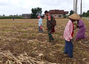 Di Ladang Sunyi, Babinsa dan Petani Menyemai Harapan