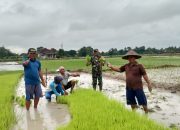 Menyemai Harapan di Pematang Sawah, Babinsa Bersama Petani Mendawot Bibit Padi
