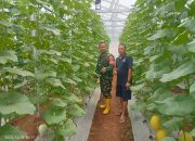 Babinsa Merak Batin Dampingi Edukasi Pertanian Melon