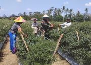 Babinsa Dampingi Petani Binaan Panen Cabe, Wujudkan Ketahanan Pangan Wilayah