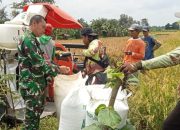 Babinsa Koramil 421-06/Natar Dampingi Panen Padi Warga, Wujud Nyata Dukungan TNI AD terhadap Ketahanan Pangan