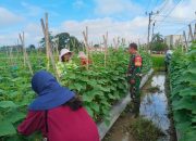 Perkuat Ketahanan Pangan, Babinsa Koramil 421-06/Natar Komsos dengan Petani Timun
