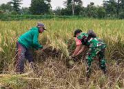 Babinsa Rulung Raya Turun ke Sawah, Perkuat Ketahanan Pangan Bersama Petani