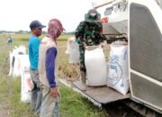 Sinergi TNI dan Petani, Babinsa Koramil 421-06/Natar Turun Ke Sawah, Bantu Panen Padi Wujudkan Swasembada Pangan