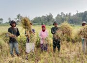 Babinsa Koramil 421-06/Natar Hadir di Tengah Petani, Wujud Nyata Penguatan Ketahanan Pangan