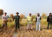 Wujud Kepedulian TNI terhadap Petani, Babinsa Koramil 421-06/Natar Bantu Panen Padi di Kalisari