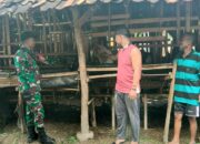 Babinsa Koramil 421-06/Natar Pantau Peternak Kambing, Pastikan Kesiapan Hewan Kurban Jelang Idul Adha