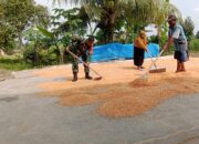 Wujud Kedekatan dengan Rakyat, Babinsa Koramil 421-06/Natar Bantu Petani Jemur Jagung di Kalisari.