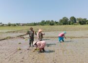 Di Tengah Hamparan Sawah Kalisari, Babinsa Koramil 421-06/Natar Perkuat Ketahanan Pangan Bersama Petani